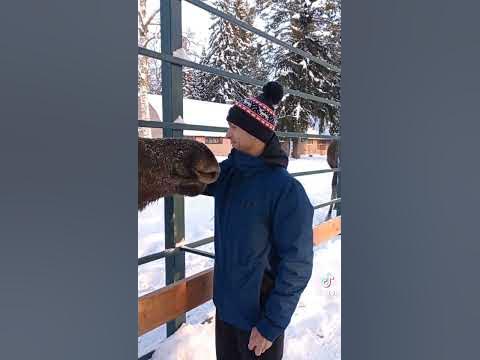 Сумароковская Лосиная ферма - YouTube
