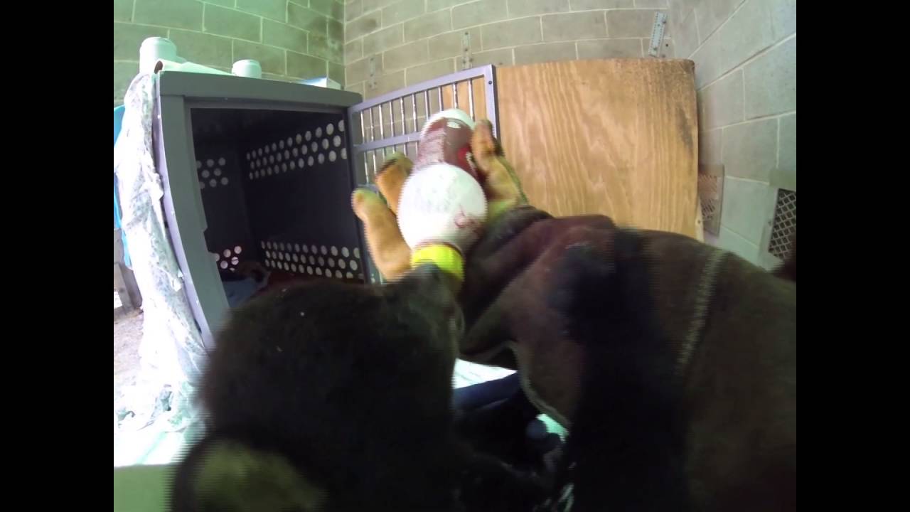 Bottle Feeding a Very Vocal Baby Bear Cub