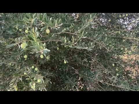 الخضيري من اصناف الزيتون السوري ثنائي الغرض ٢٨ تشرين الأول ٢٠٢٣