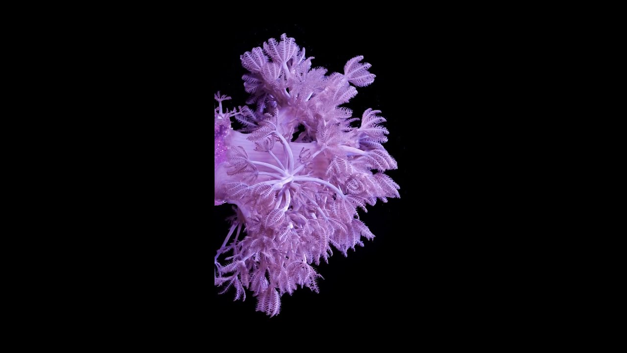 Опасный коралл?! Ксения пульсирующая.