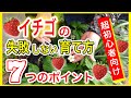 【超初心者向け】イチゴの失敗しない育て方　７つのポイント　～狭い庭で家庭菜園～