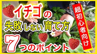 【超初心者向け】イチゴの失敗しない育て方　７つのポイント　～狭い庭で家庭菜園～