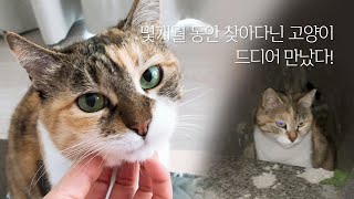 반년 동안 찾아다닌 고양이 드디어 만났다! | 희망이 이름처럼 희망찬 한해 되세요