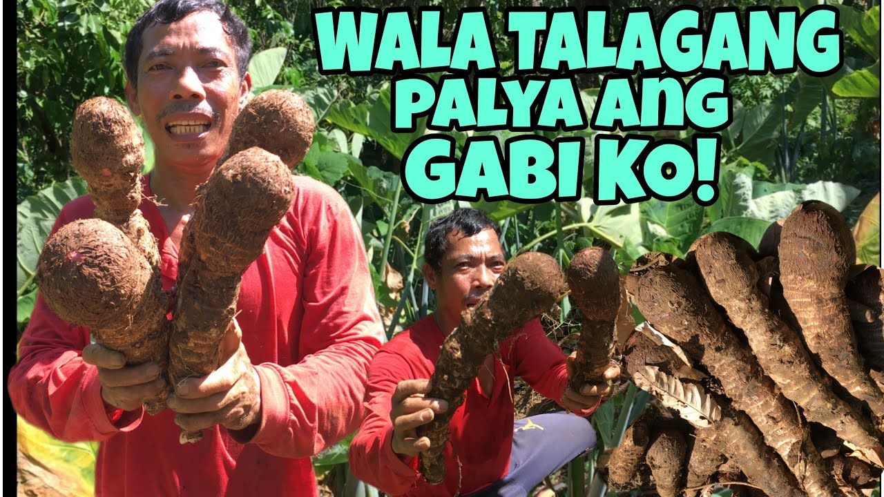 GABI ROOT CROPS MALALAKING LAMAN GIANT TARO ROOT CROPS TRES
