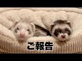ふうちゃんが亡くなりました。