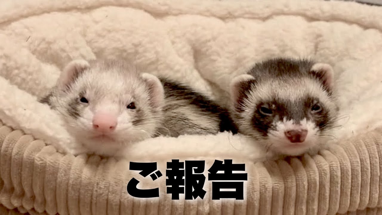 ふうちゃんが亡くなりました。