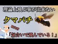 研究者が諦めた理論上飛行出来るはずが無い体をしているクマバチ