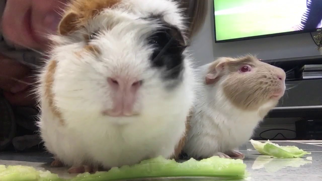 Photo inspiration: Guinea Pig Loves Carrots And Celery Reference: Guinea Pigs Eating Celery
