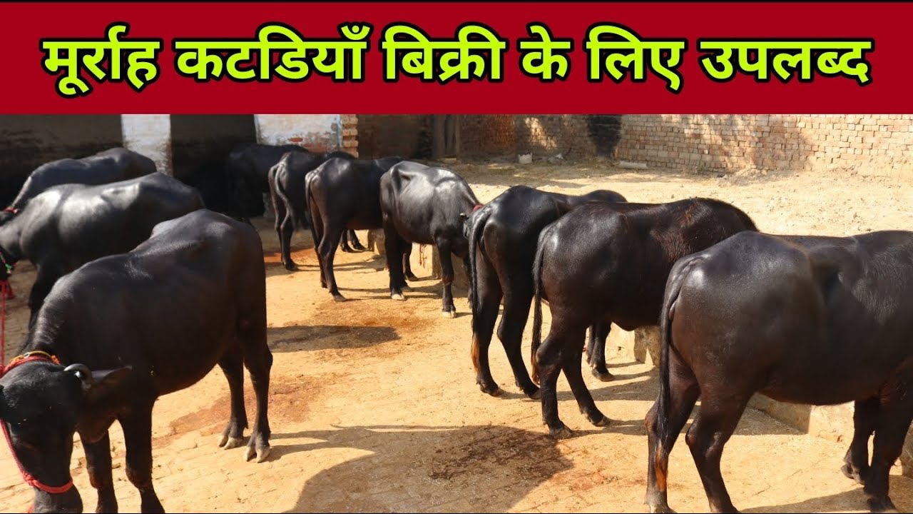 10 Beautiful Murrah Heifers available for sale. Near Hisar, Haryana