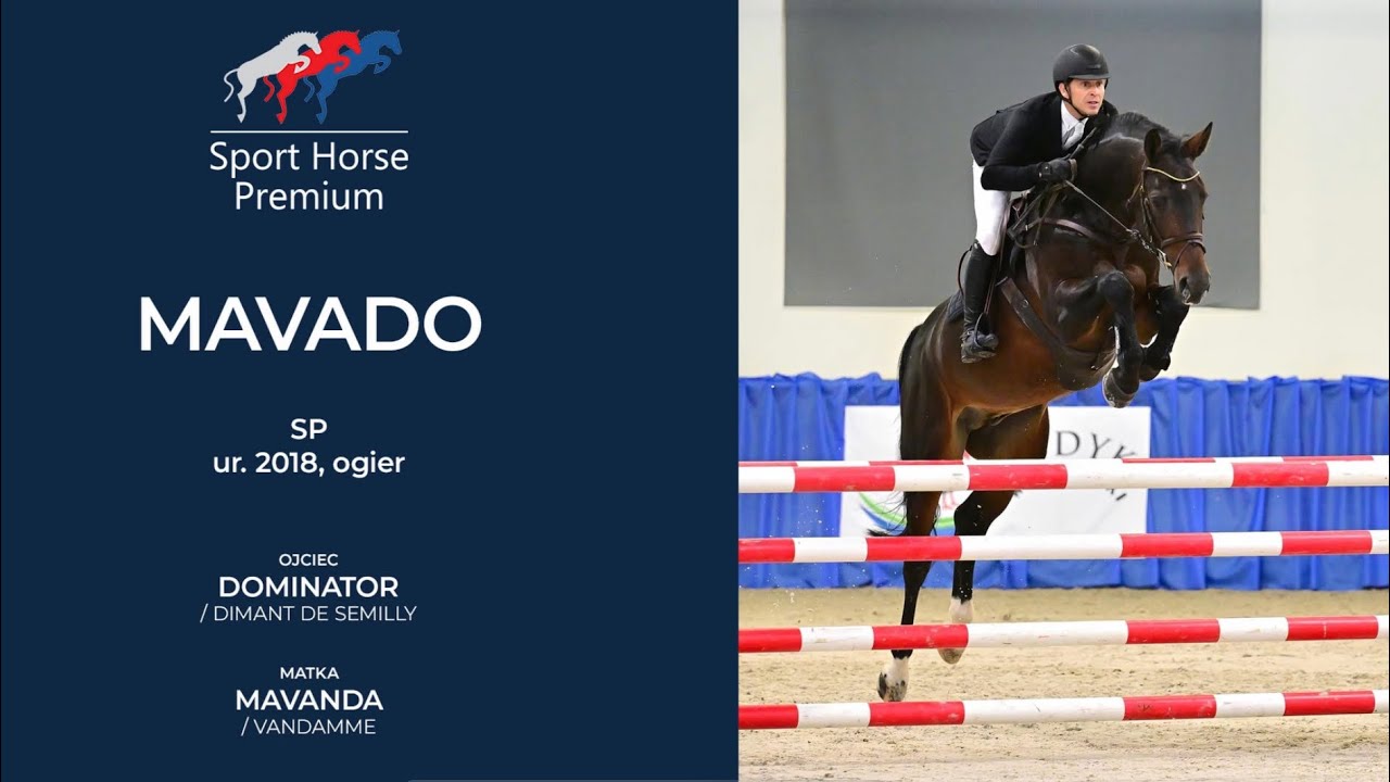 Mavado 8 yrs Stallion 140-145 lvl Grand Prix Jumping Machine For Sale POLAND