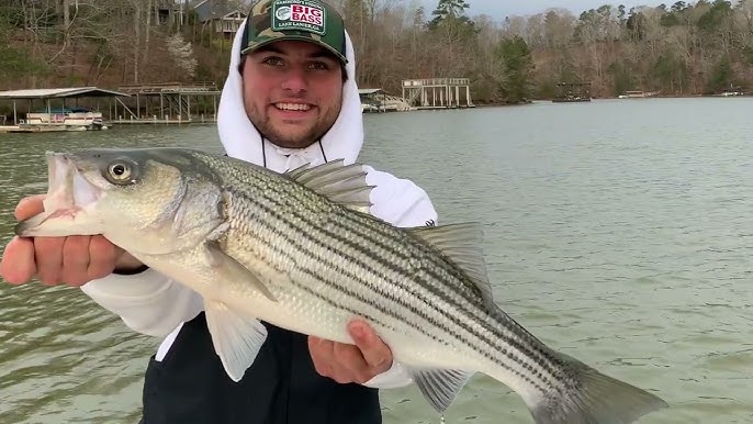 Trolling Captain Macks Mini Mack & Perfect Planer Boards for Hybrid Striped  Bass Aggressive Strike 