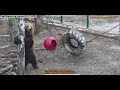 Ни дня без тренировок 🐻🏉 Медведь Мансур