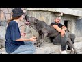 CANE CORSO NARKOZ’UN ELİNDEN BETÜL’Ü ZOR KURTARDIK ..!