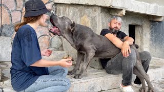 CANE CORSO NARKOZ’UN ELİNDEN BETÜL’Ü ZOR KURTARDIK ..!