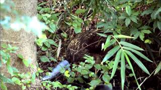 オオタカ幼鳥 執念でカラスを食う 2015 オオタカ幼鳥 執念でカラスを食う 2015