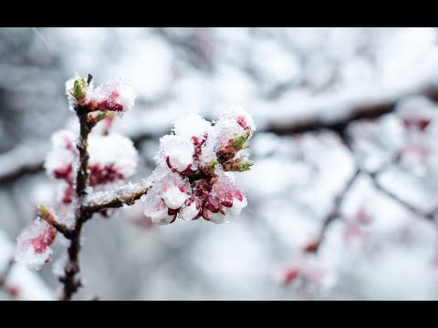 Video: Zaštita jagoda od mraza - Savjeti za zaštitu biljaka jagoda od mraza