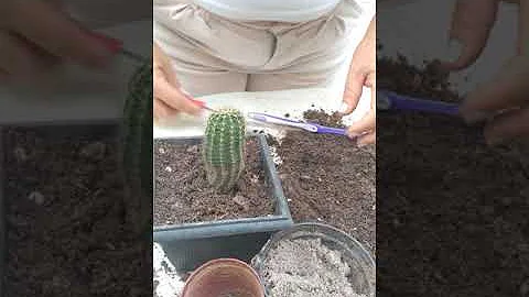 Como replantar um cacto adulto?