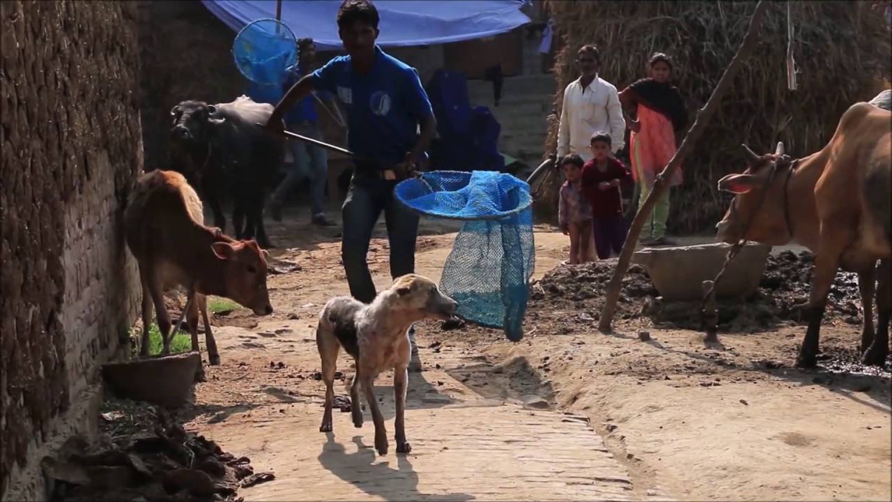 i catch dogs YouTube