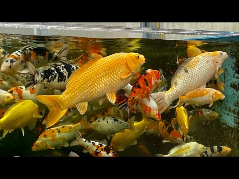 Вечно голодные карпы Кои в аквариуме - Koi fish feeding - huge fish tank