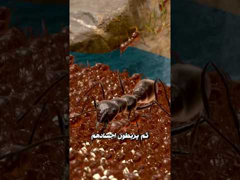 جيش النمل يطفو للهروب من الغرق 