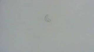 Leaf Drop - Pencil Test