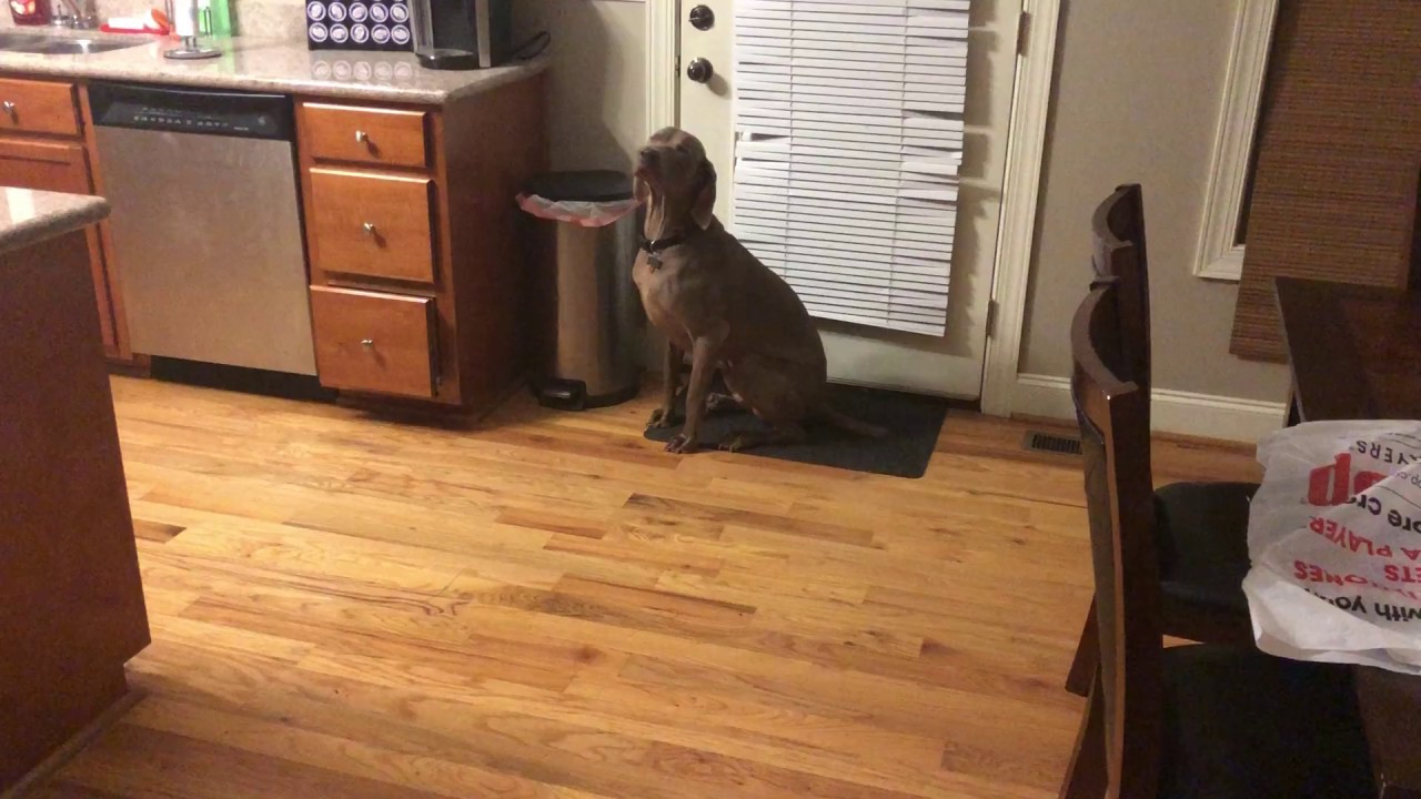 Jake Got In Trouble - Weimaraner Dog got into our food! He’s silly