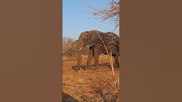 AN ELEPHANT CHARGING Botswana Automobile Explorenamibia Chobenationalpark Butterfly Choberiver 