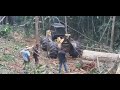 skidder John deere 640D puxando arvore