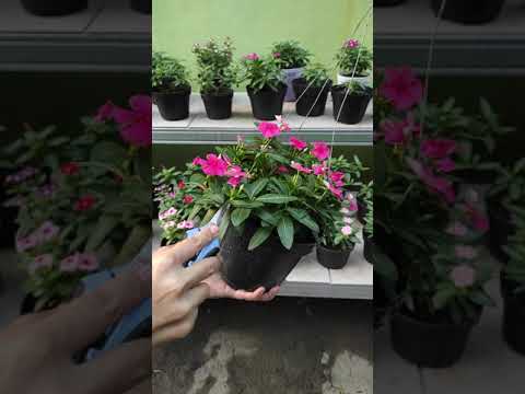 Video: Irigasi Tanaman Impatiens: Kapan Menyirami Bunga Impatiens