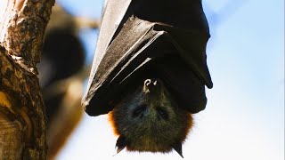 Bats (Flying Foxes)  Up Close   Nikon P1000