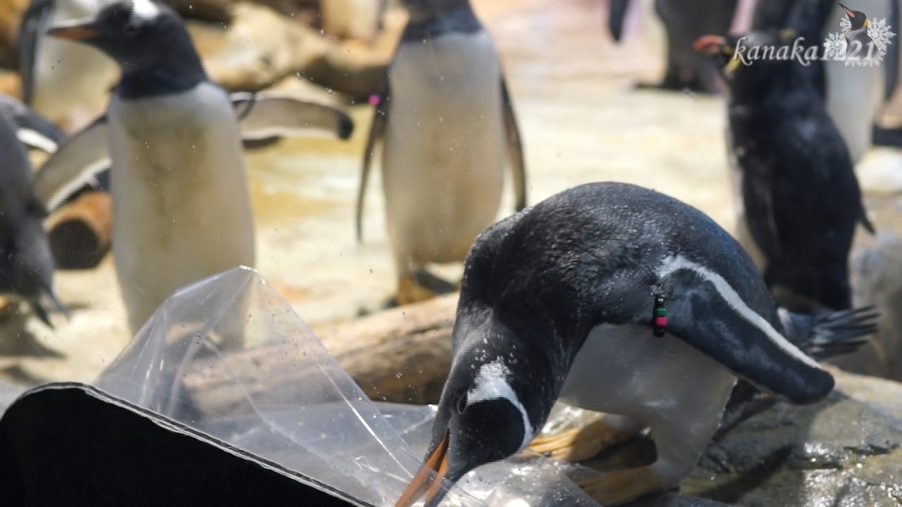 ジェンツー　ペンギン　剥製 海響館 イタズラ番長ジェンツーペンギン！フィルムを剥がす