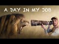 BEST Job In The WORLD?? - Wildlife photographer on safari | Liuwa Plain, Zambia