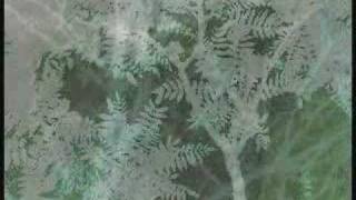 Video thumbnail of "Bare Trees"