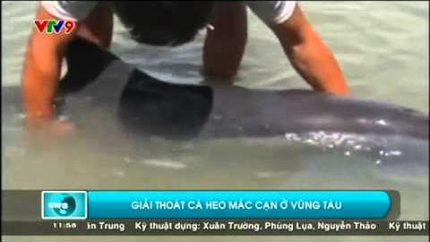 Giải Cứu Cá Heo Bị Mắc Cạn Tại Vũng Tàu