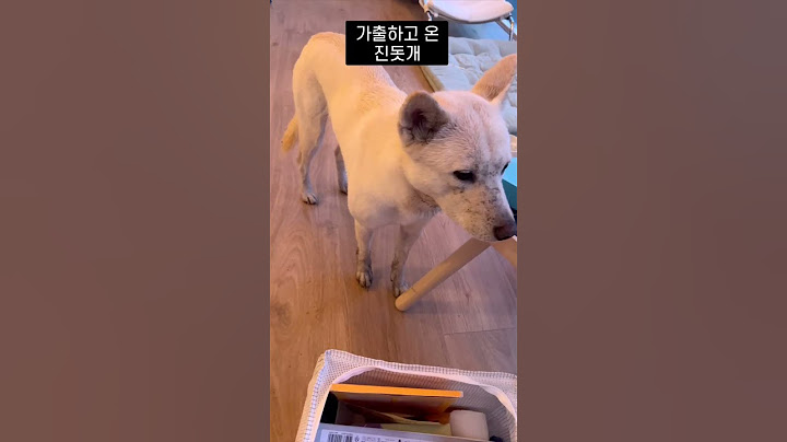 가출하고 온 진돗개 봉순이