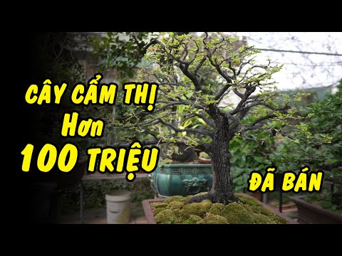 Video Khu Vườn rất nhiều Cẩm Thị giá trị mỗi cây lên đến... - youtube
