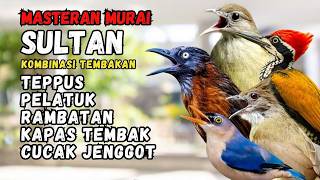 Masteran Murai Sultan Kombinasi Teppus, Pelatuk, Kapas Tembak, Cucak Jenggot & Rambatan