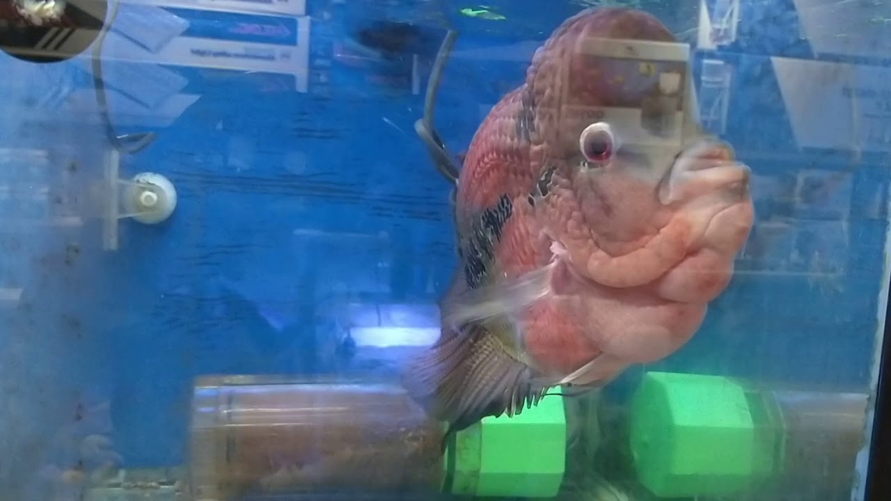 ffffgggg-youtube
