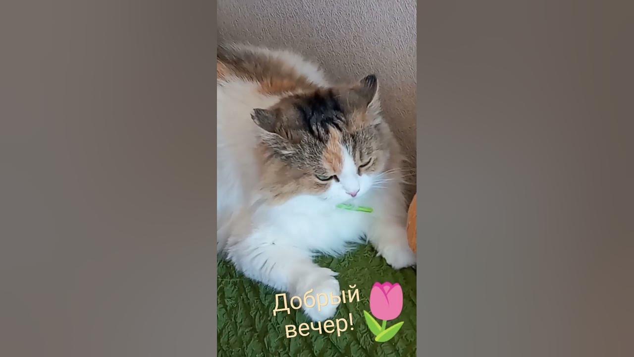 #кошки #ксюша #котики #cat - YouTube