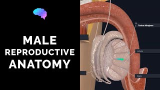 Male Reproductive Anatomy | 3D Anatomy Tutorial | Narrated | UKMLA | CPSA