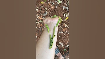 Nhộng muồng - Tôm đất Tây Nguyên. Món ăn đặc sản của vùng Tây Nguyên #vudaklak #nhongmuong