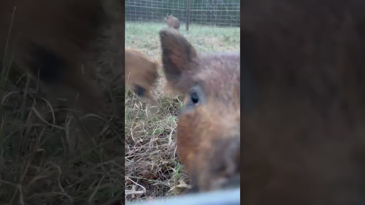 How mean are feral hogs?  A sow will attack without being Provoked￼  