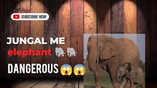 Jungal me ghumte samay hathi ke kuch nishane 🐂#new #video#travel 