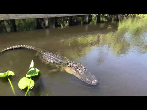 Videó: A Florida Everglades Loxahatchee Természetvédelmi Területéből Származó Mikrobiális Közösségek Puska-metagenomikus Elemzése