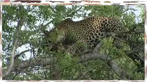 Leopard Hunts Monkey on the Tree. Leopard Perfect Predator Compilation.