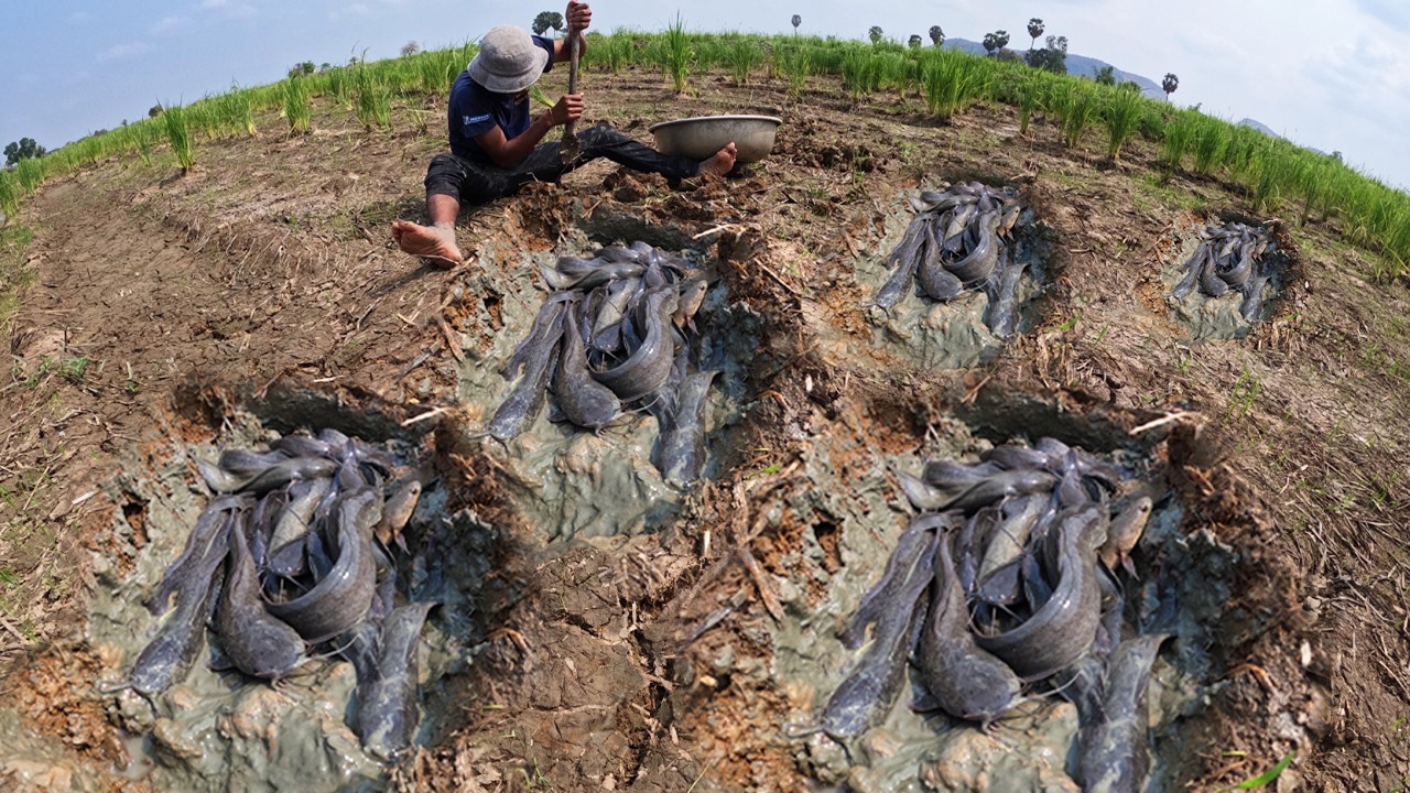 Wow Skills Fishing - Catch fish and pick a lot of eggs at rice field near village by skills hand