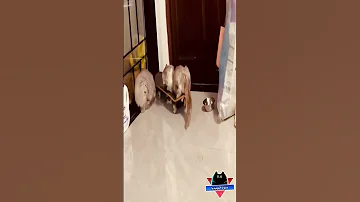 قط متعصب مضحك جدا قطط مضحكة فيديوهات مضحكة مقاطع مضحكة مواقف مضحكة دموع الكوميديا 