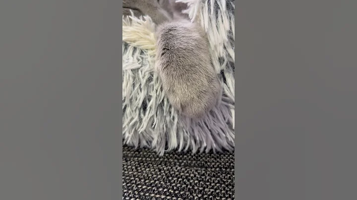 Video 4288161: russianbluecats cat, funnycats russianbluecats, russianbluecats funny, cat funnycats cute