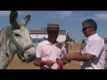 Rodeo feria de Zalamea de la Serena 2013