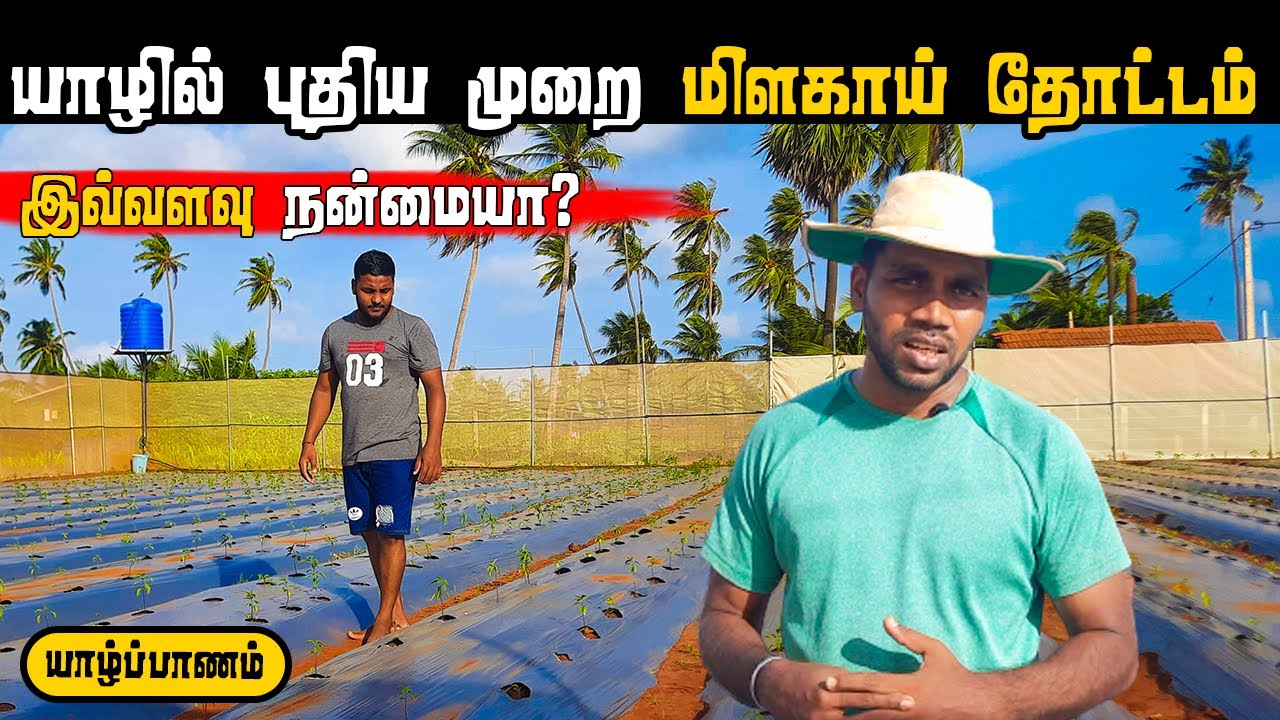 இப்படி ஒரு மிளகாய் தோட்டமா? 🌶️😍 | Chilli Garden in New Way | Farming Vlog in Tamil | Pavaneesan